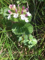Teucrium pyrenaicum