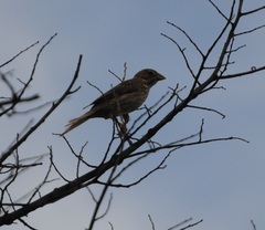 Emberiza calandra