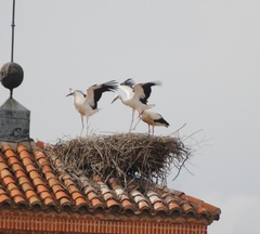 Ciconia ciconia