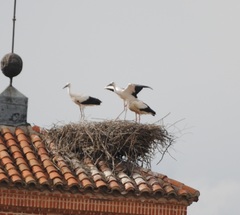 Ciconia ciconia