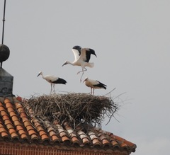 Ciconia ciconia