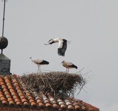 Ciconia ciconia