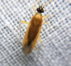 Phylus melanocephalus