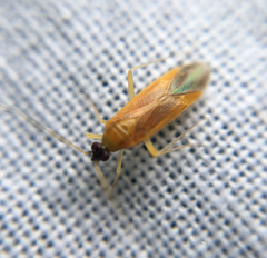 Phylus melanocephalus