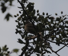 Curruca iberiae