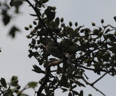 Curruca iberiae
