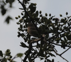 Curruca iberiae