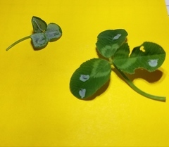 Porphyrosela minuta