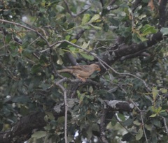 Petronia petronia