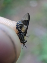 Chrysops sackeni