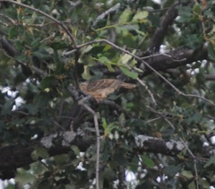 Petronia petronia
