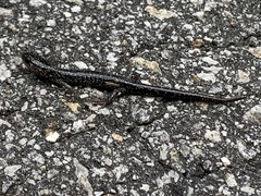 Plethodon glutinosus