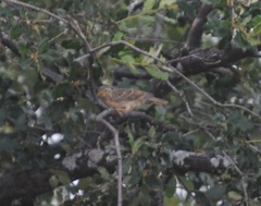 Petronia petronia