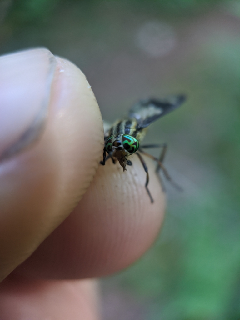 Sacken's Deer Fly