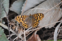Pararge aegeria