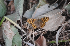 Pararge aegeria