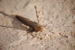 Anacridium aegyptium