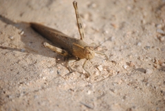 Anacridium aegyptium