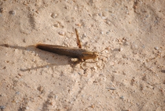 Anacridium aegyptium
