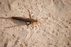 Anacridium aegyptium