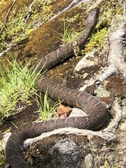 Nerodia sipedon