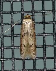 Blastobasis taurusella