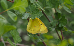 Colias harfordii