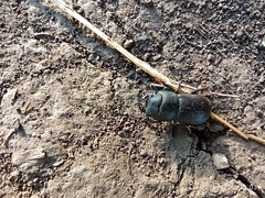 Dorcus parallelipipedus