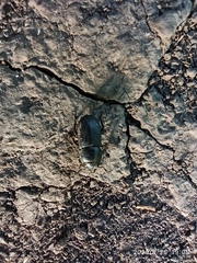 Dorcus parallelipipedus
