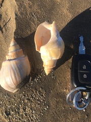 Buccinanops cochlidium