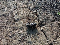 Dorcus parallelipipedus
