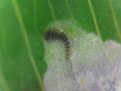 Porphyrosela minuta