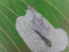 Porphyrosela minuta