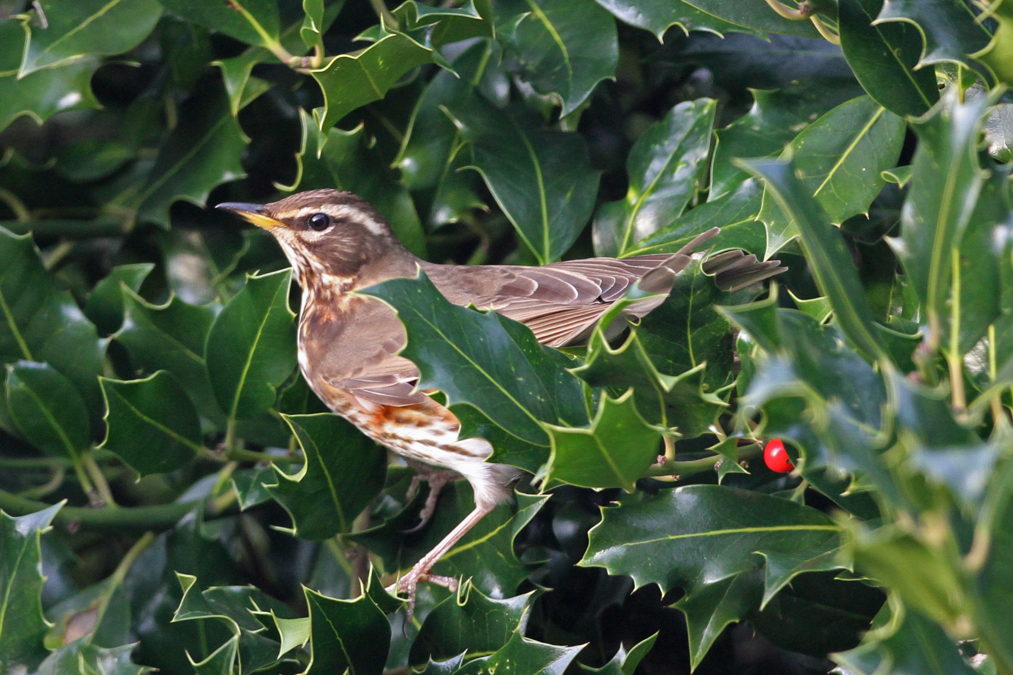 Redwing
