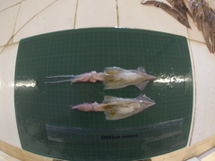 Doryteuthis opalescens