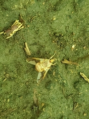 Goniops chrysocoma