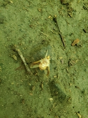 Goniops chrysocoma
