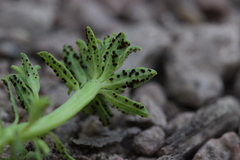 Uromyces kalmusii