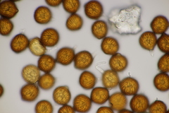 Uromyces kalmusii