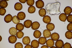Uromyces kalmusii