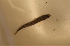 Etheostoma olmstedi
