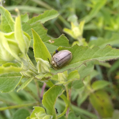 Physonota unipunctata