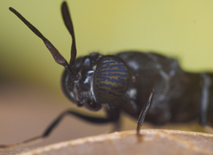Hermetia illucens