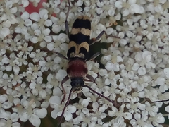 Chlorophorus trifasciatus