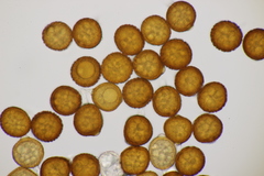 Uromyces kalmusii