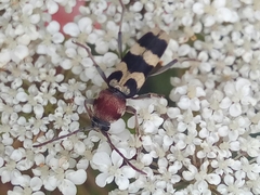 Chlorophorus trifasciatus