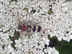 Chlorophorus trifasciatus