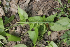 Microbotryum anomalum