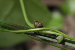 Microbotryum anomalum