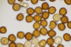 Uromyces kalmusii